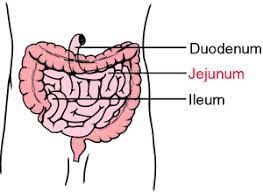 "jejunum" picture