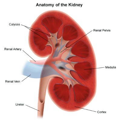 "renal pelvis" picture