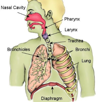 "larynx" picture