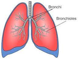 "bronchus" picture