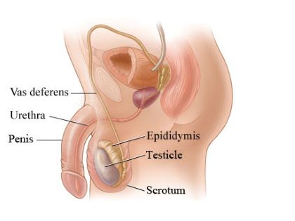"penis" picture