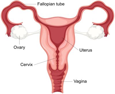 "cervix" picture