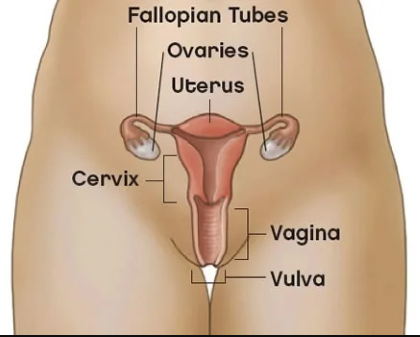 "vulva" picture
