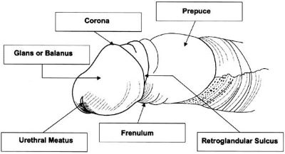 "prepuce" picture