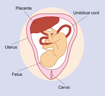 "placenta" picture