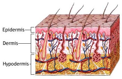 "epidermis" picture