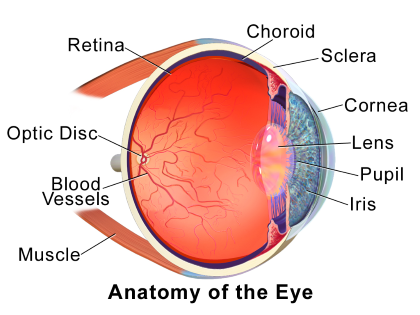 "cornea" picture