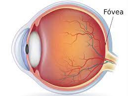 "fovea" picture