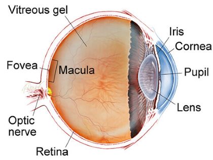 "macula" picture