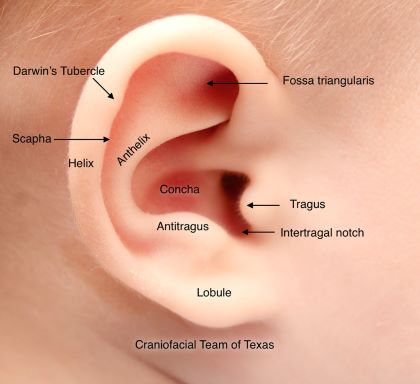 "antitragus" picture