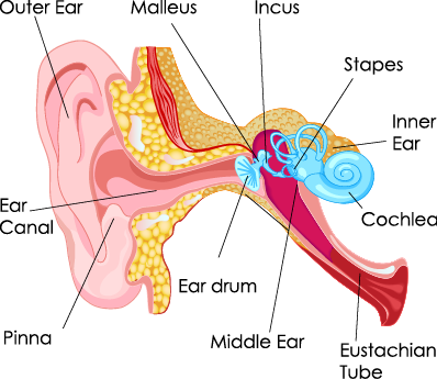 "eardrum" picture