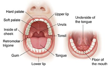 "uvula" picture