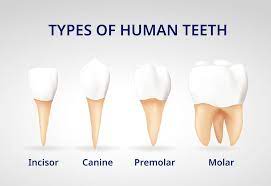 "incisor" picture