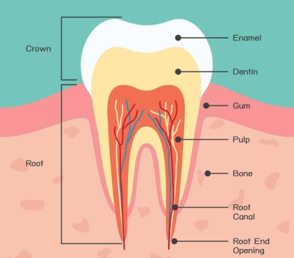 "dentin" picture