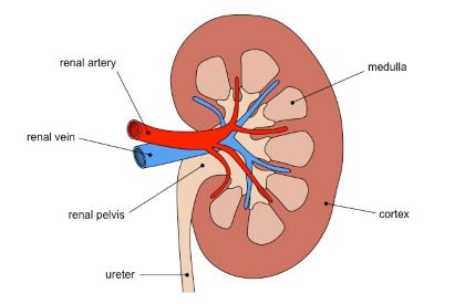 "renal" picture