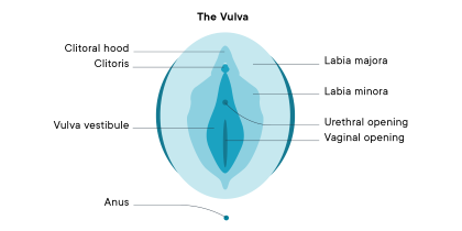 "clitoris" picture