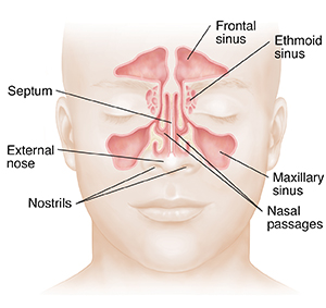 "sinus" picture