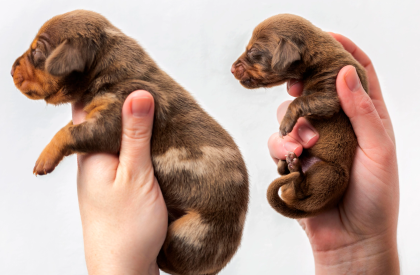"runt" picture