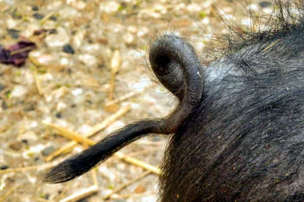 "bristly" picture