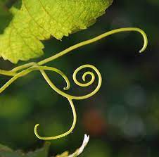 "tendril" picture