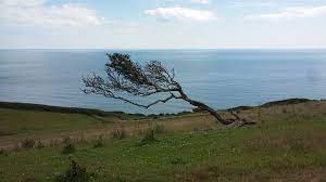 "windswept" picture