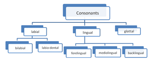 "labiodental" picture