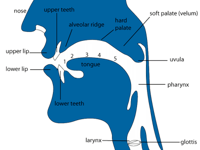 "uvular" picture