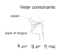 "velar" picture