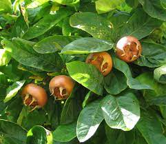 "medlar" picture
