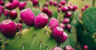 "prickly pear" picture