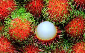 "rambutan" picture