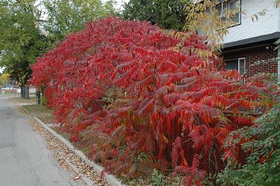 "staghorn sumac" picture