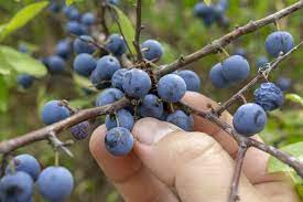 "sloe" picture