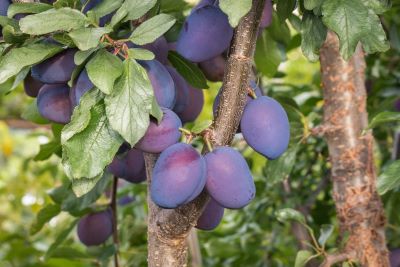 "damson" picture