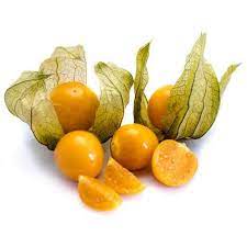 "physalis" picture