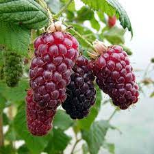 "tayberry" picture