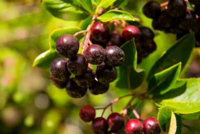 "huckleberry" picture