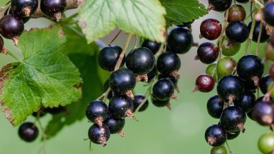"blackcurrant" picture