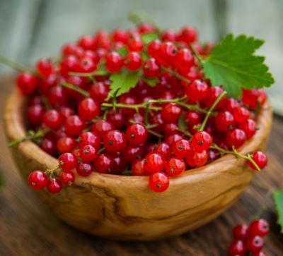"redcurrant" picture