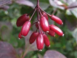 "barberry" picture