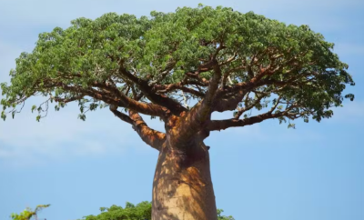 "baobab" picture