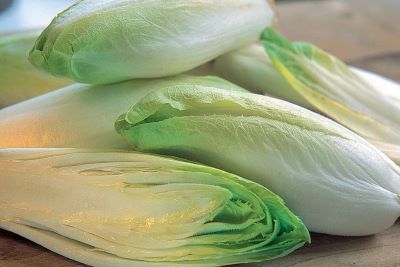 "chicory" picture