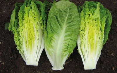 "romaine" picture