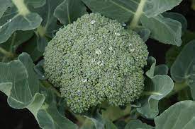 "calabrese" picture
