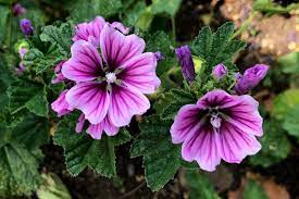 "mallow" picture