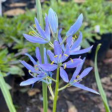"camas" picture