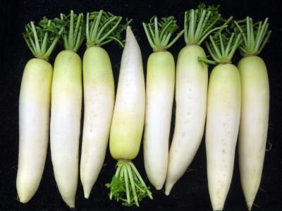 "daikon" picture