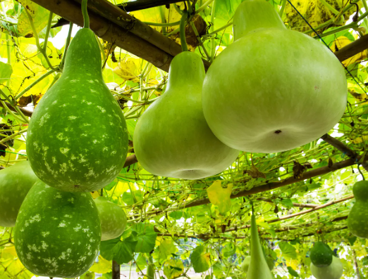 "gourd" picture
