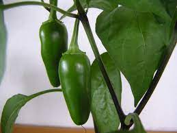 "jalapeno" picture