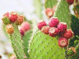 "nopal" picture